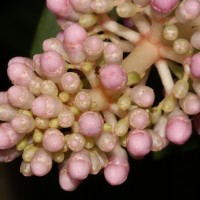 Medinilla multiflora Merr.